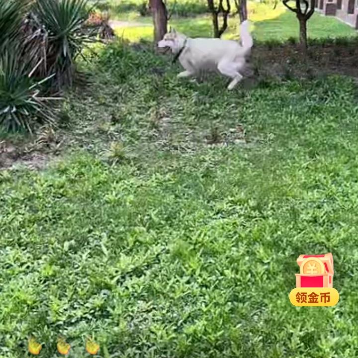 我是老付