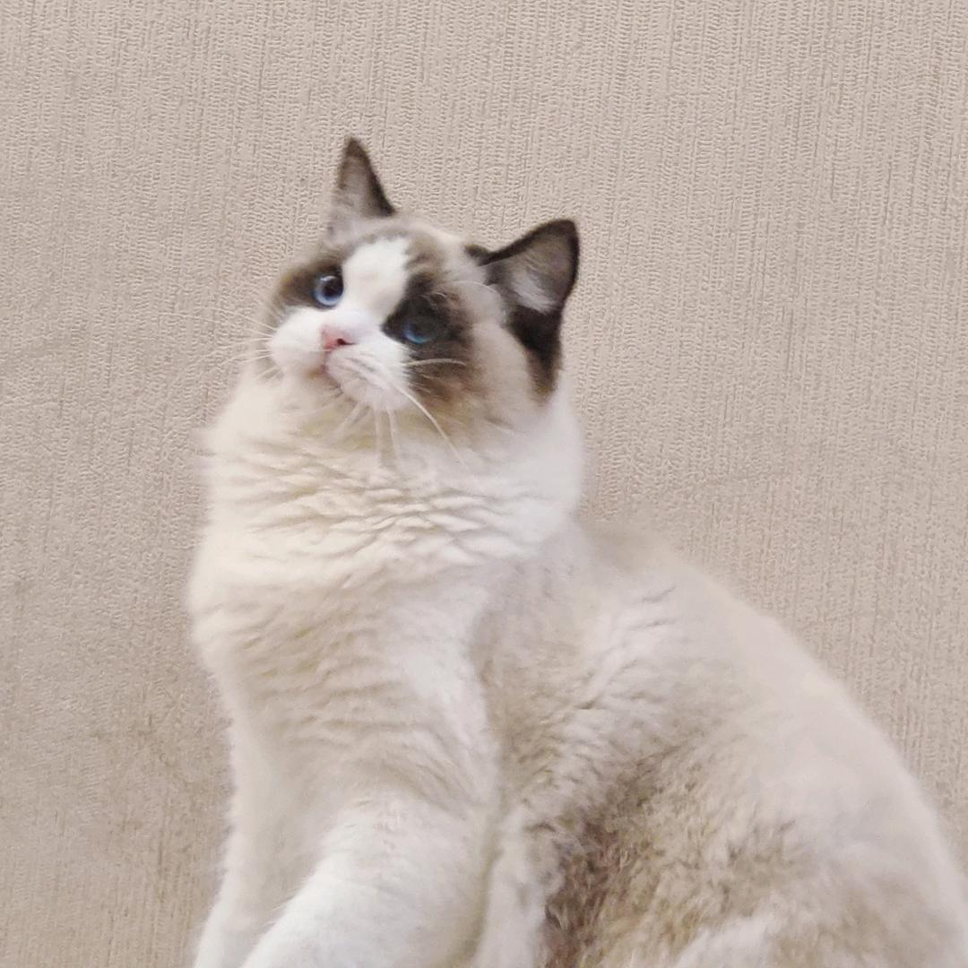 萌宠上线