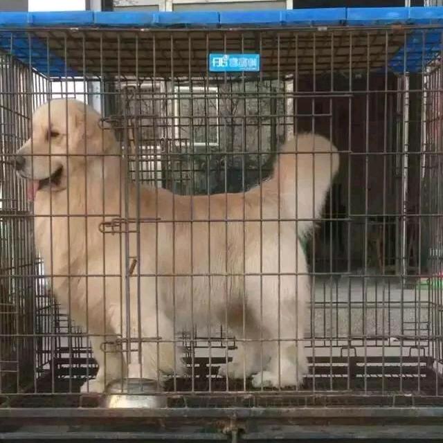 爱犬俱乐部