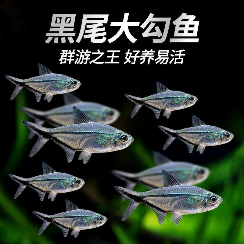 老登水族