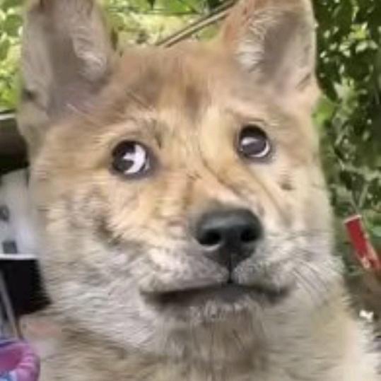 痴画谷