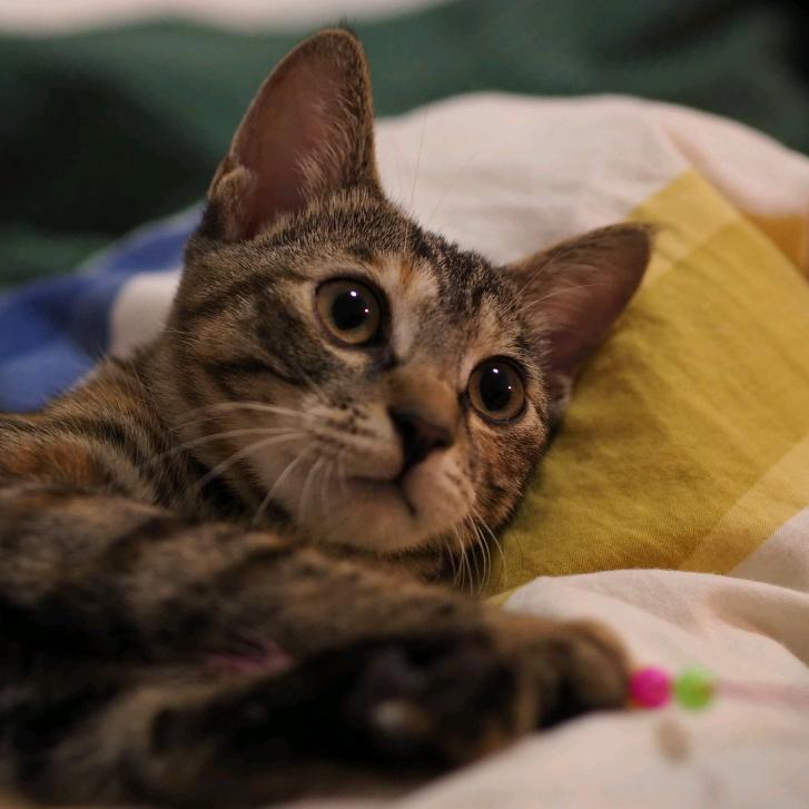 Myshkin