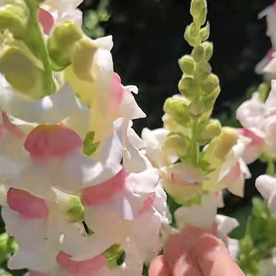 🈚️🈚️🈚️