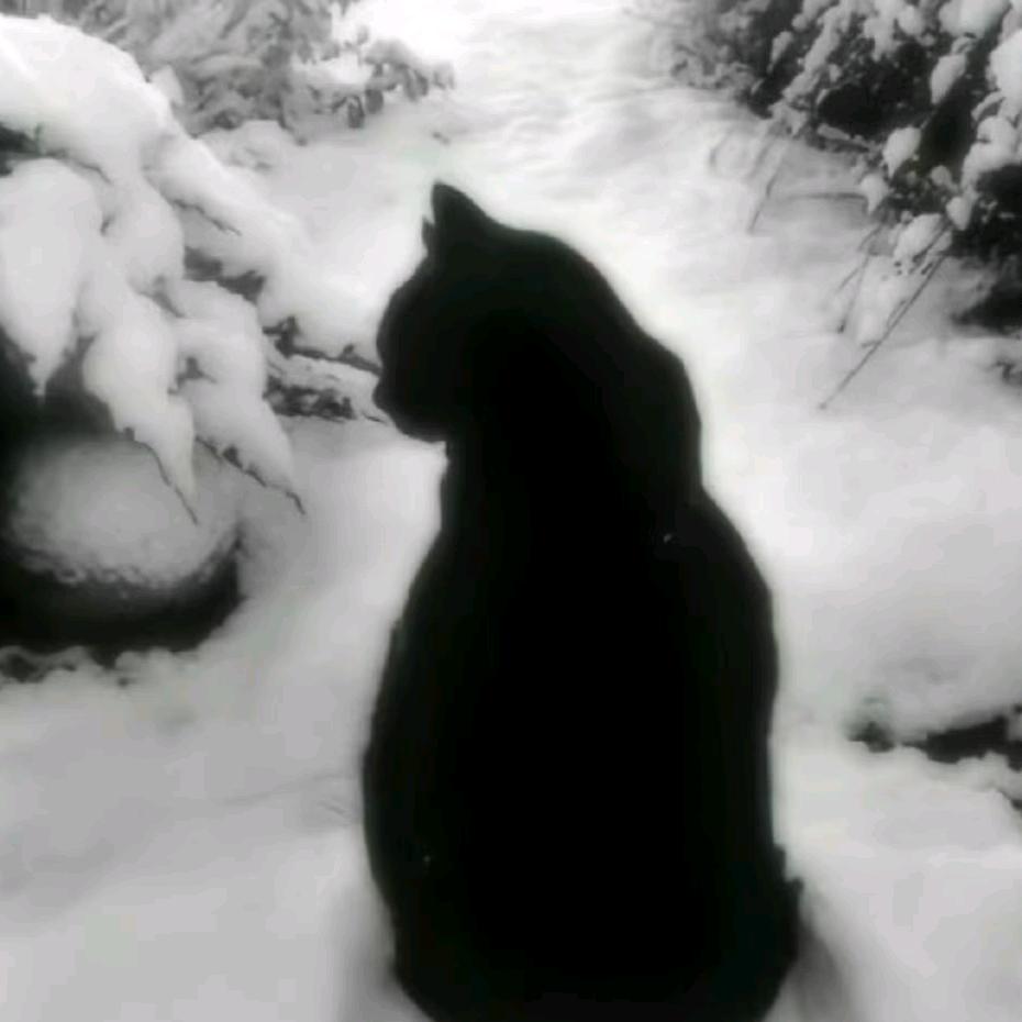 小熊古早也天真
