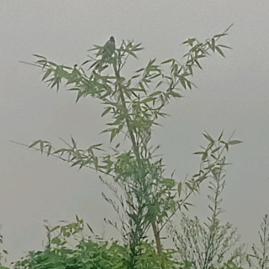 花果