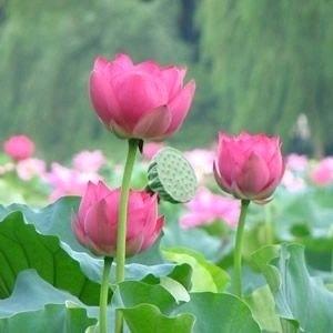 相逢是首歌
