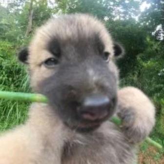 牛爷爷Cosplay女仆 勾引壮壮妈