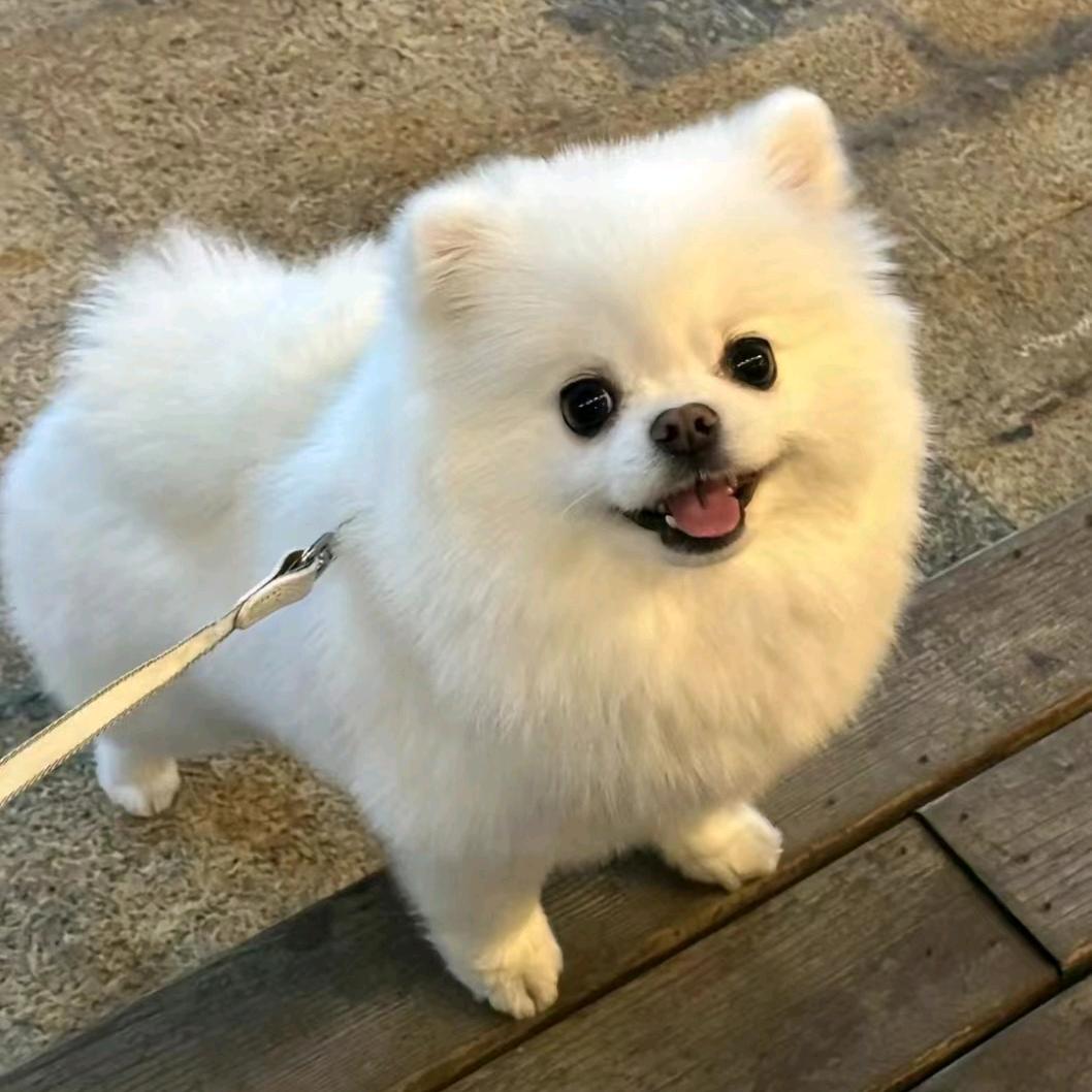 琪琪宠物掌柜