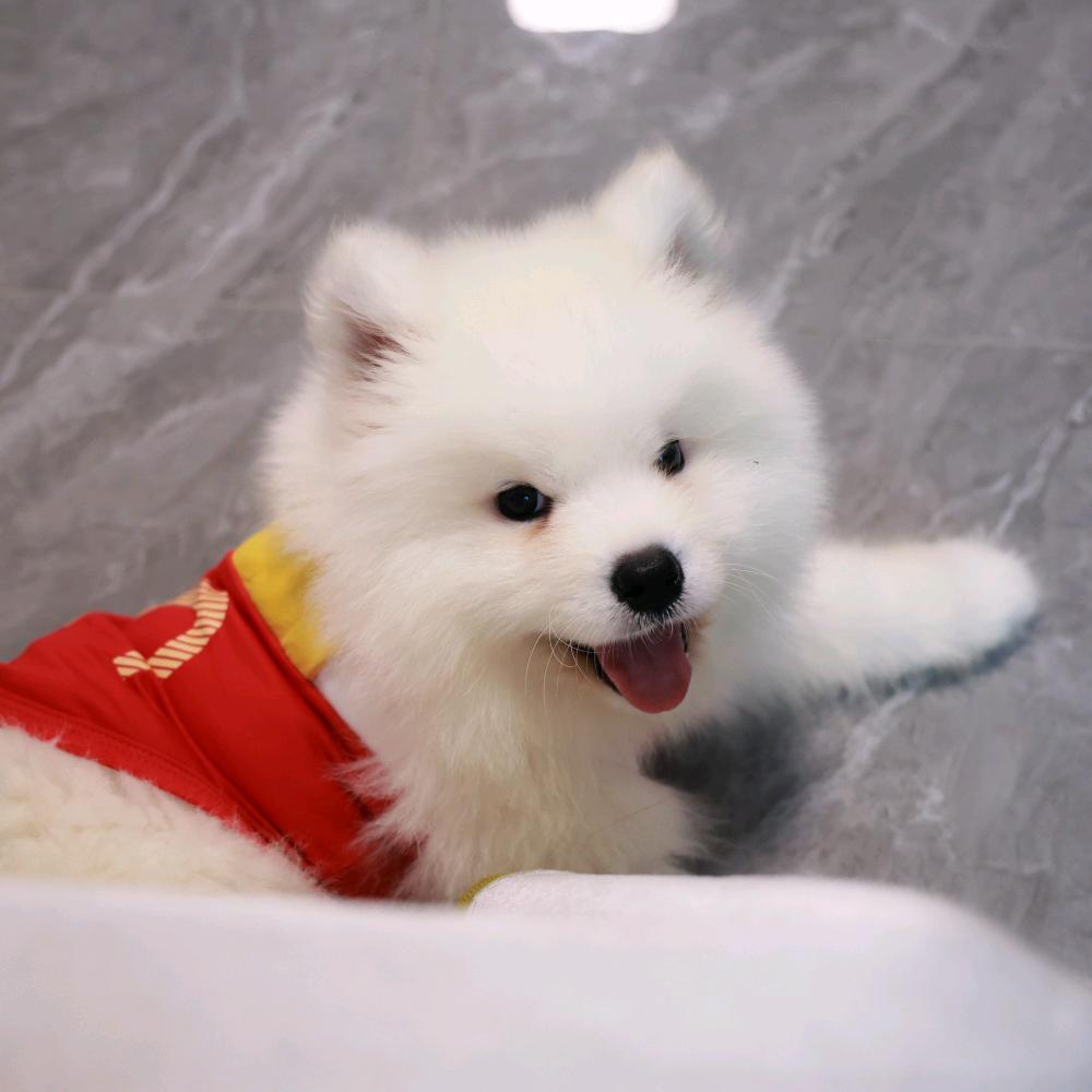 芭乐是只小萨摩耶