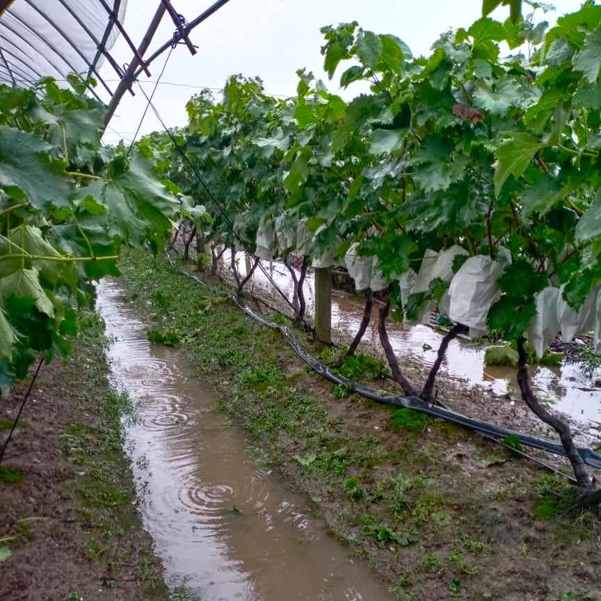 上海阿标优品葡萄园