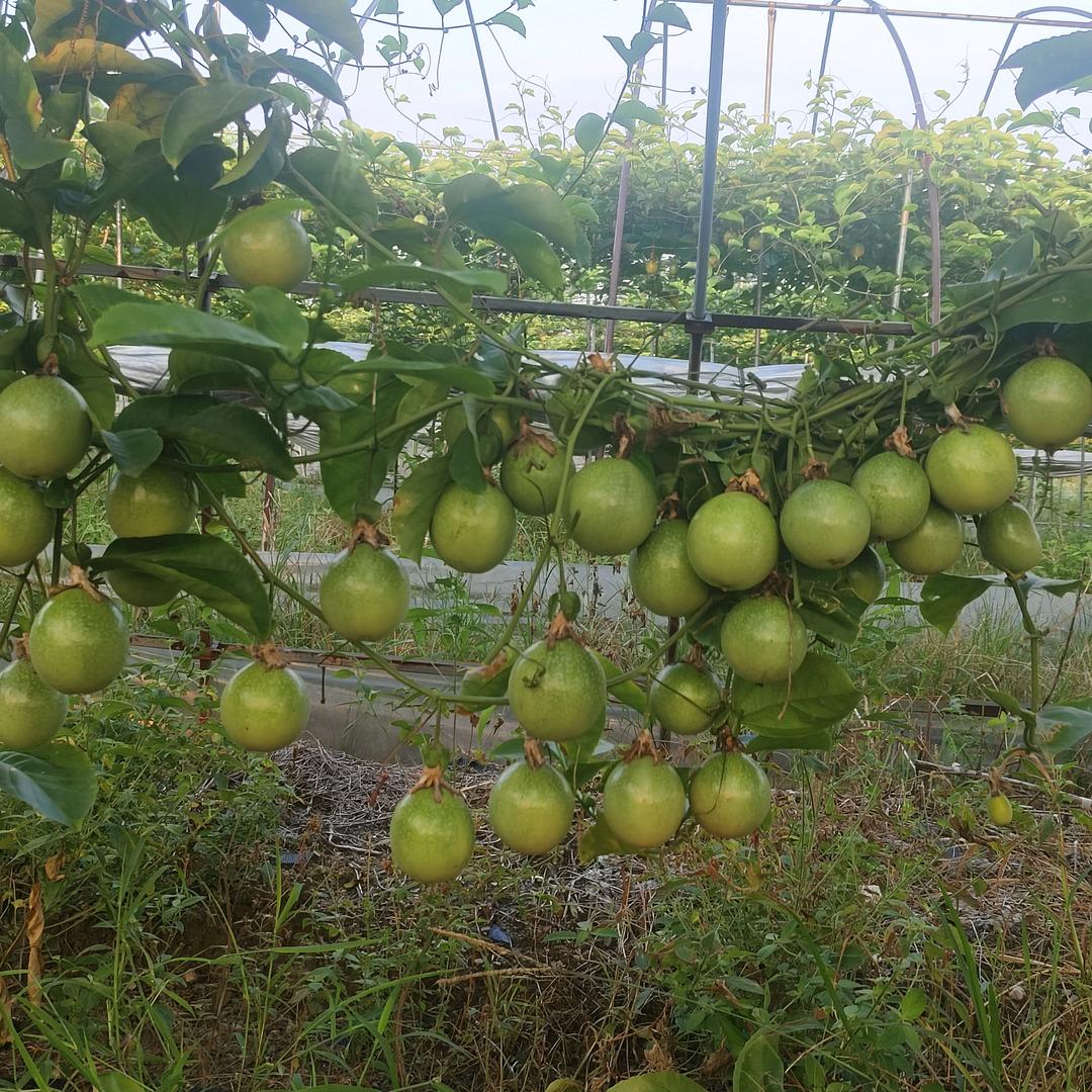 种黄金百香果的基层干部