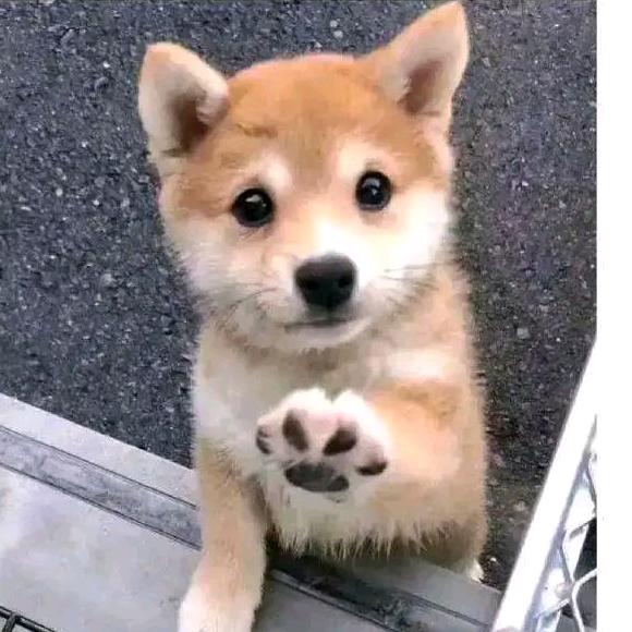 本该如此