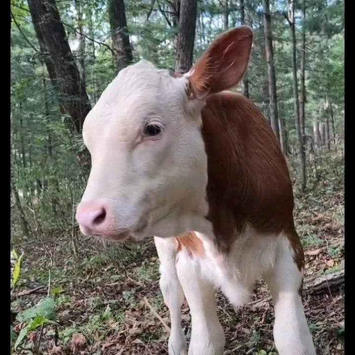 差一点就是大帅哥🐄