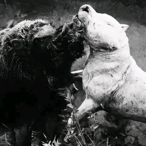 猎犬不打猪