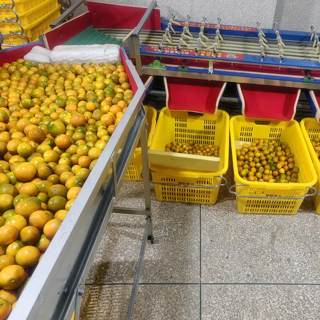 黄生（大量收购脆蜜金柑）