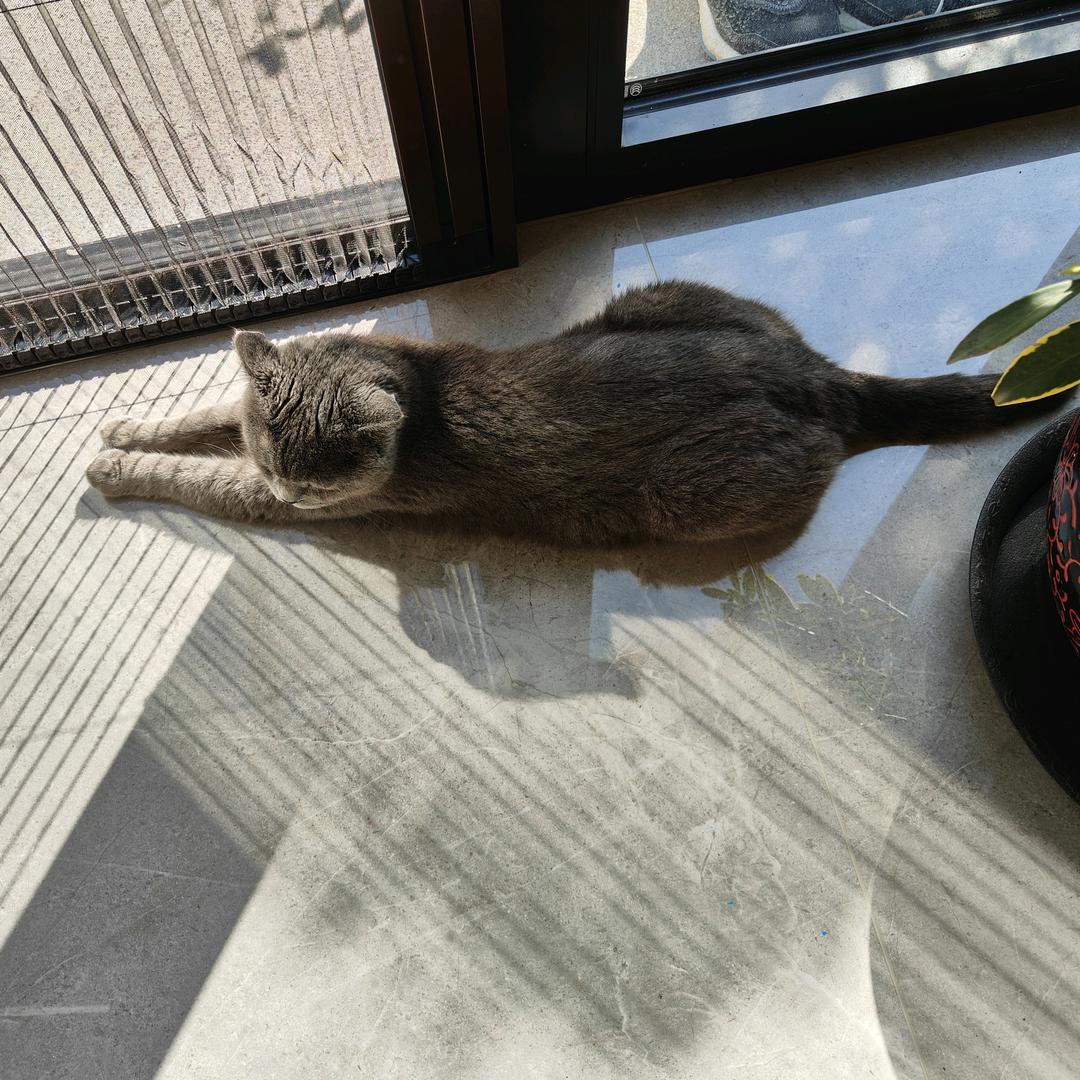麋鹿