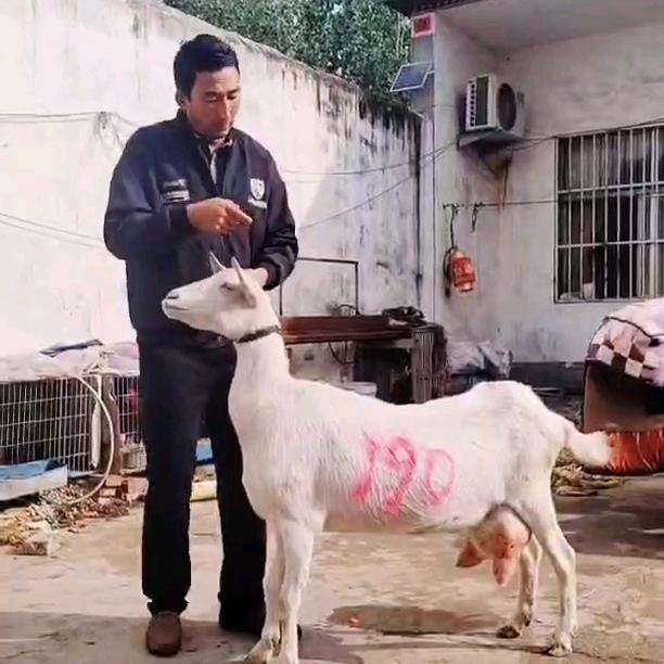 奶山羊🐐