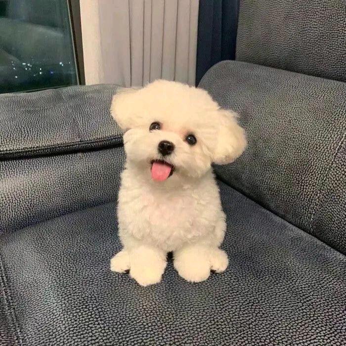 猫妈狗爸