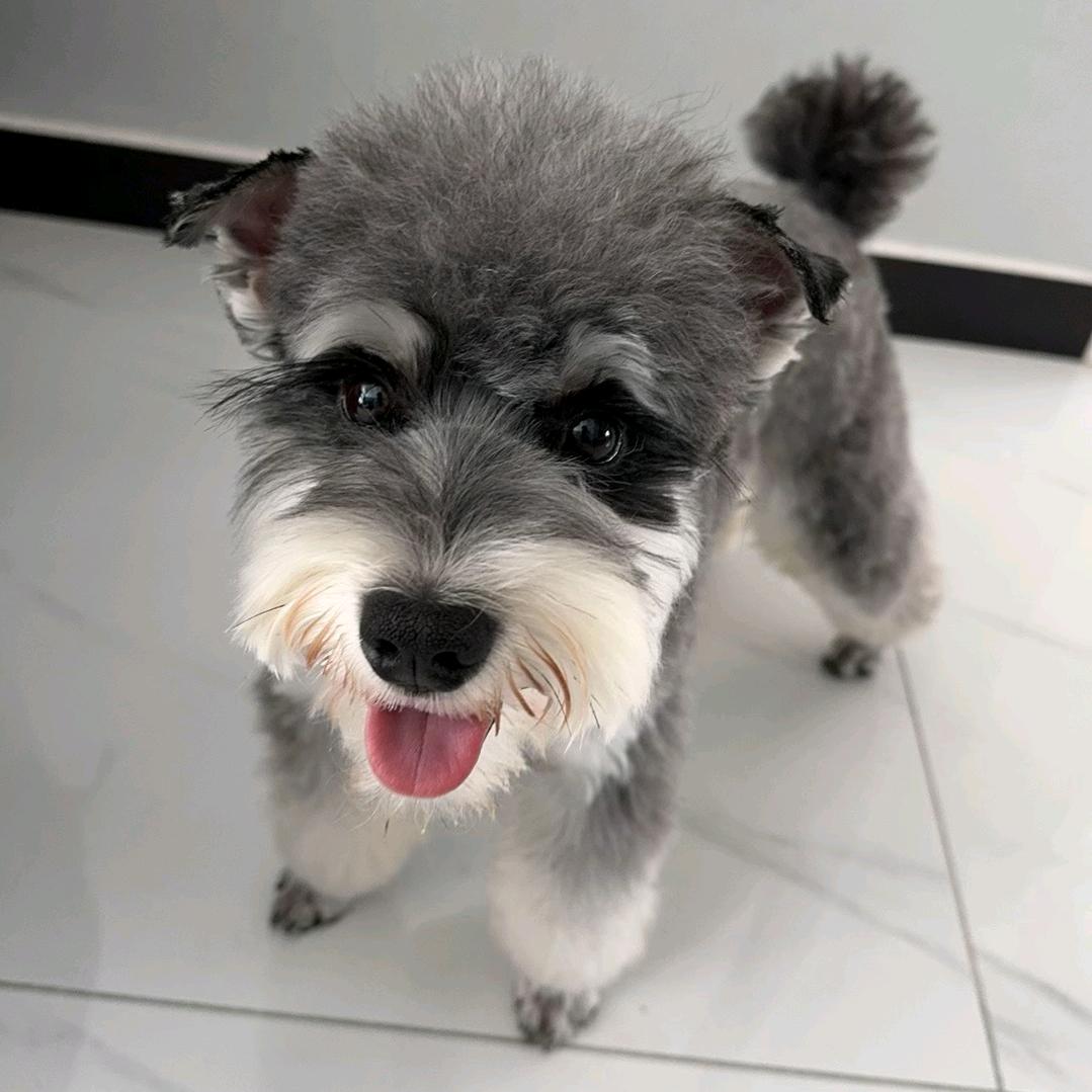 狗富贵