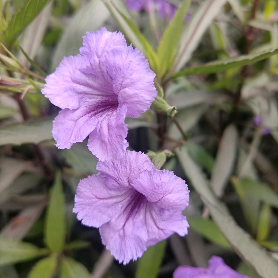 相亲💖💖💖相爱