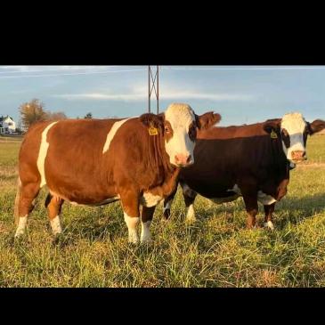 威宁养牛人小卯牧业养殖