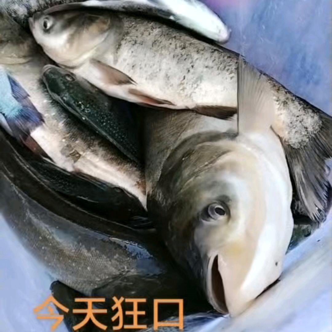 平66866