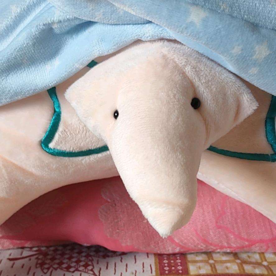 风一样的哈士奇