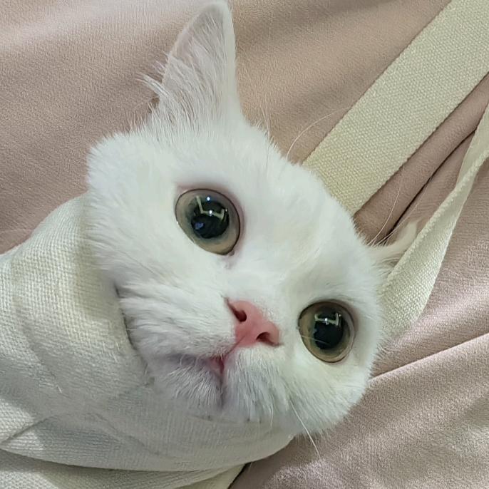 无忧无虑的小猫咪