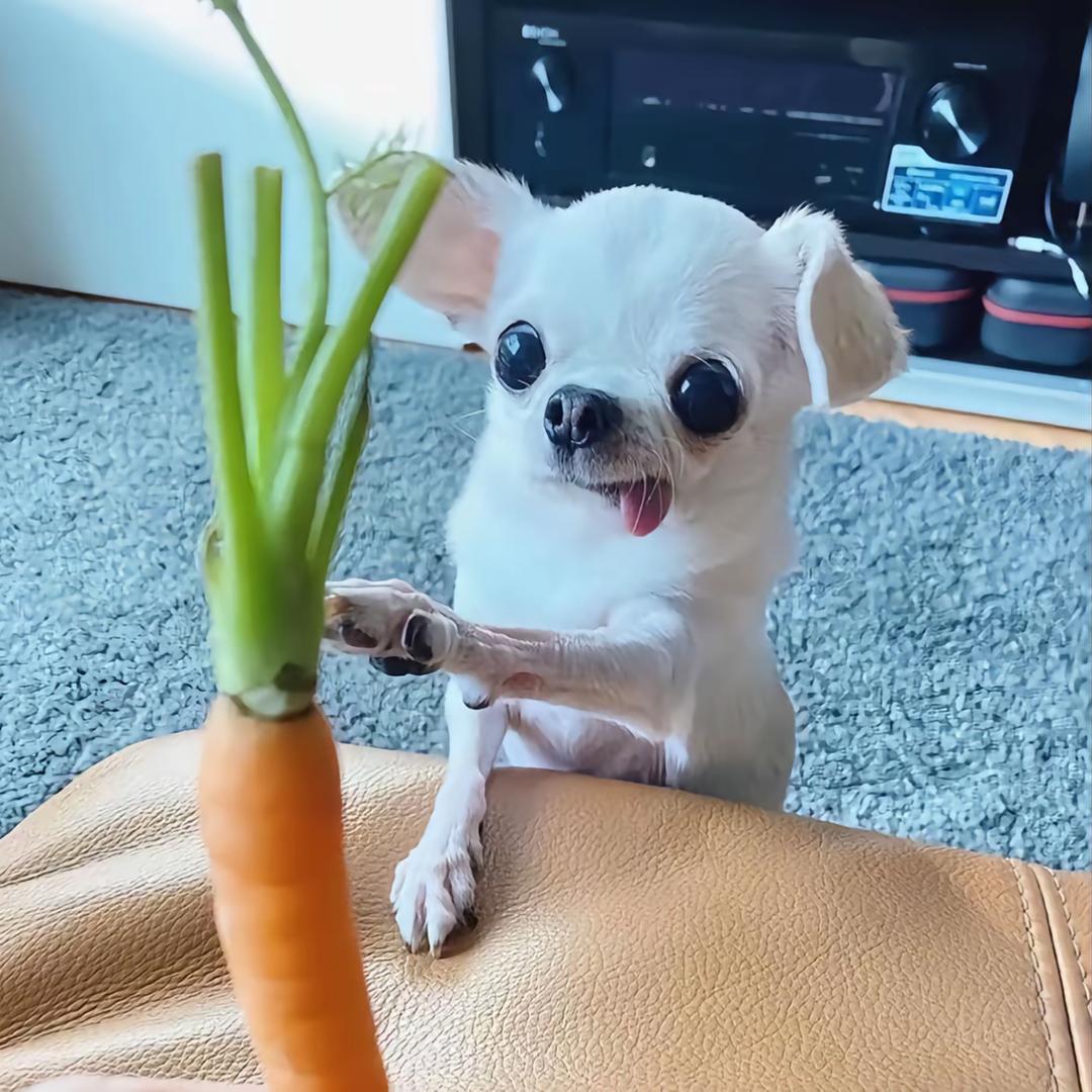 葵困苡