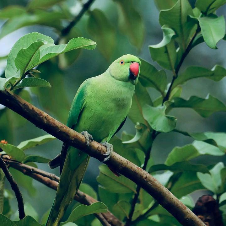 放假⁶的❻烤冷面♥