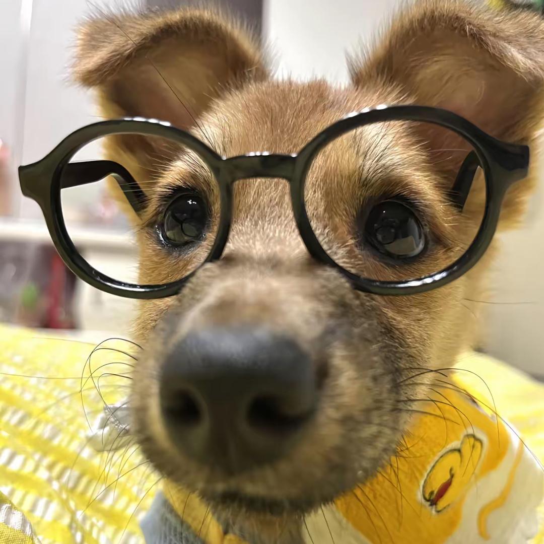 老实八焦