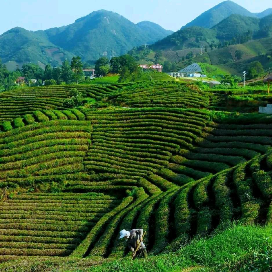 中國–(茶）信阳毛尖