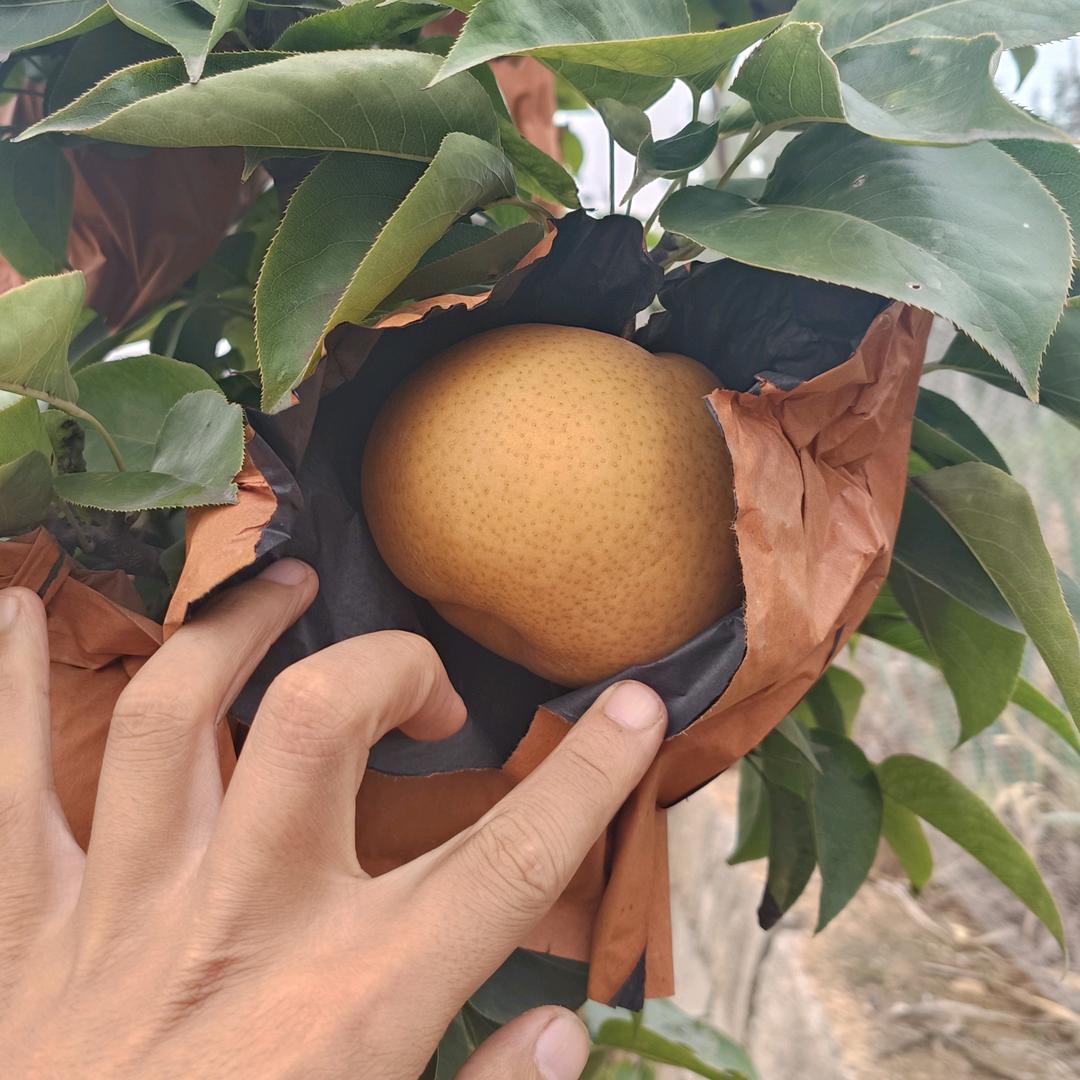 荣刚果树苗基地