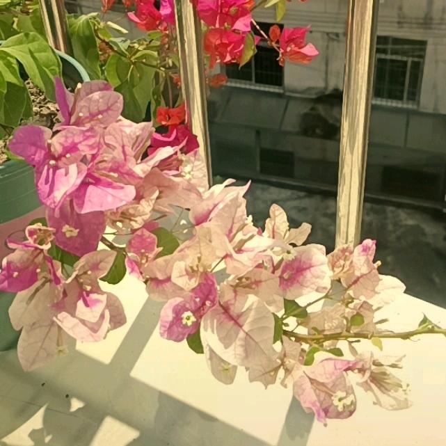 吴与林比