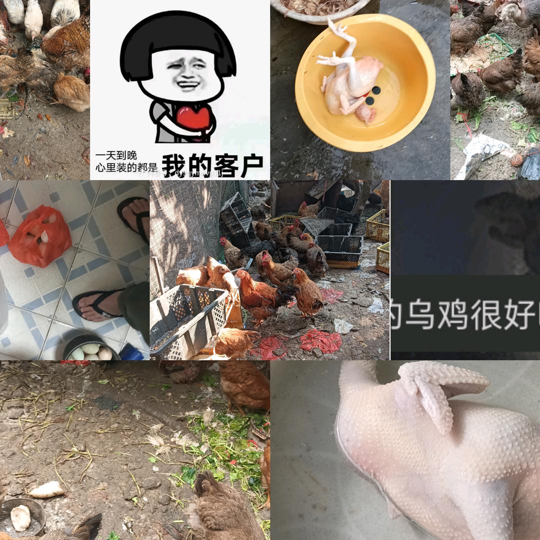 冠子guazi散养鸡跟鸡蛋也可以找