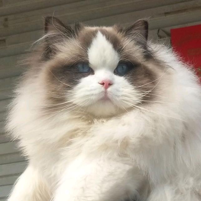猫腻