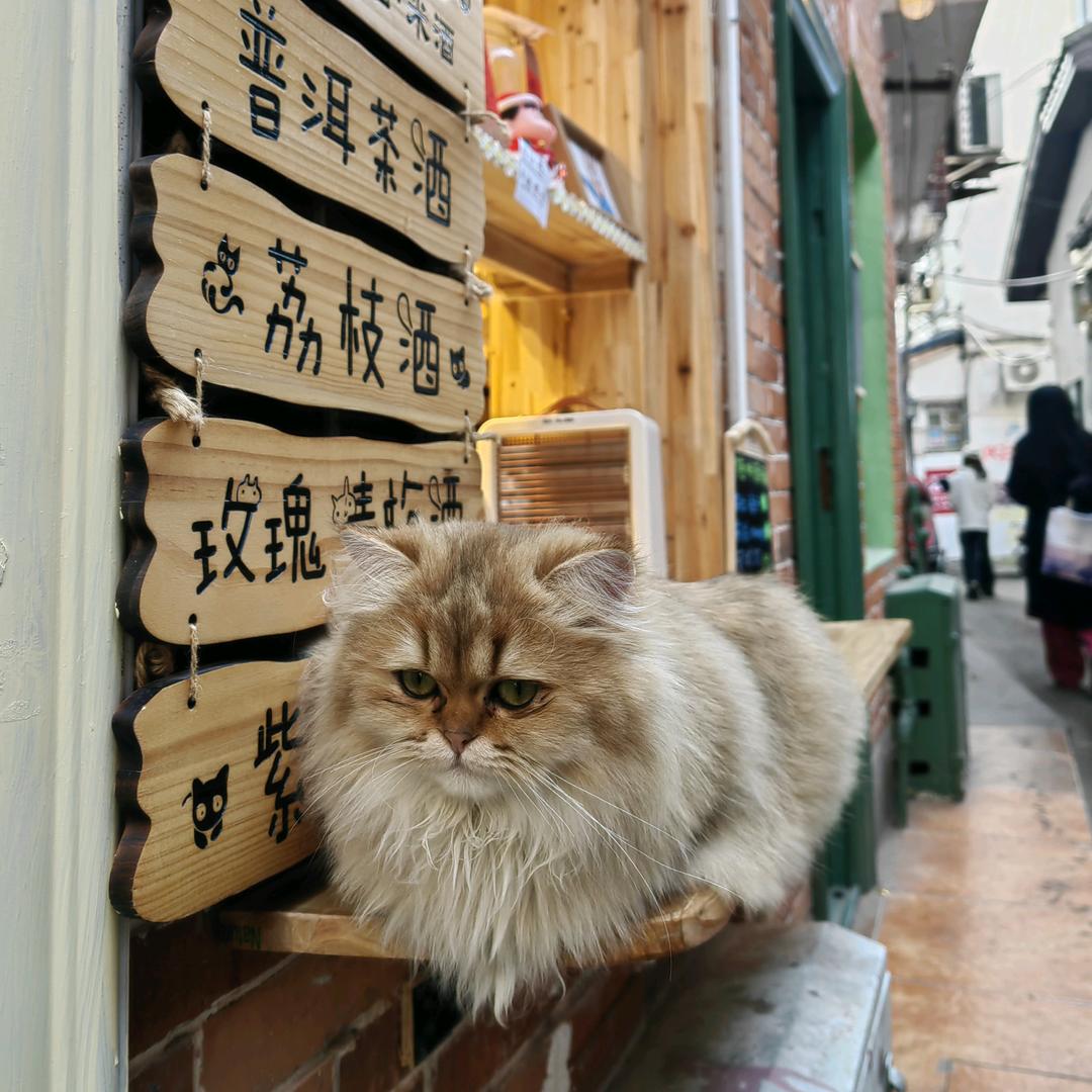 长沙小霸蛮
