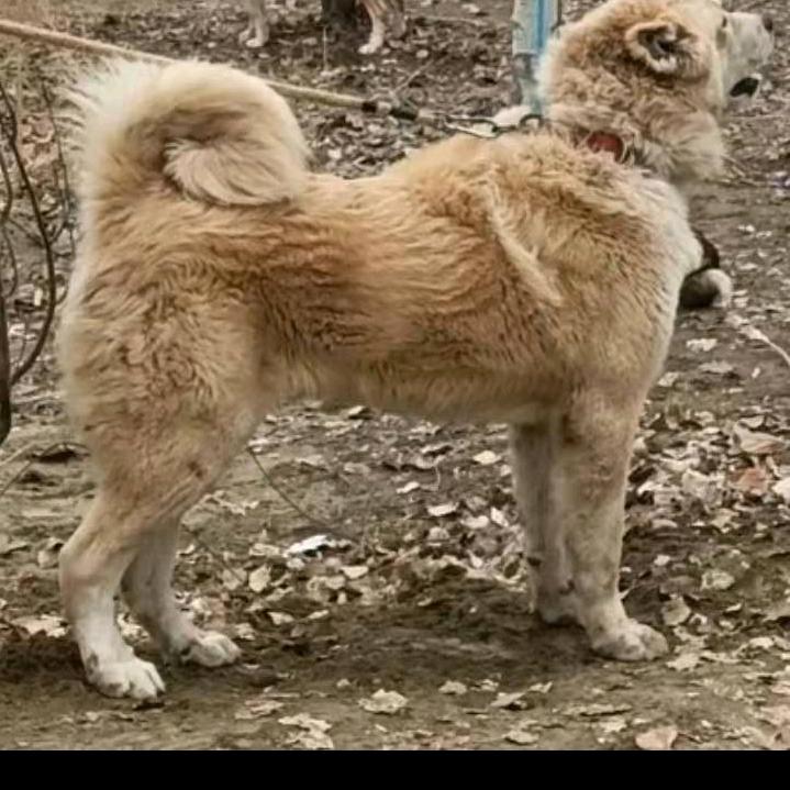 酷爱猎狼犬