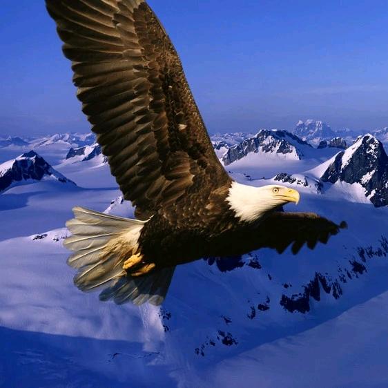 雪域雄鹰