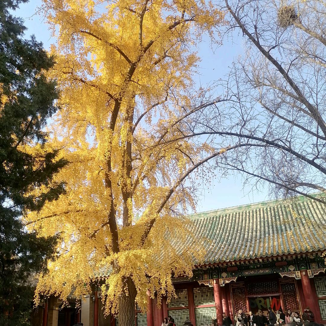 鸿红