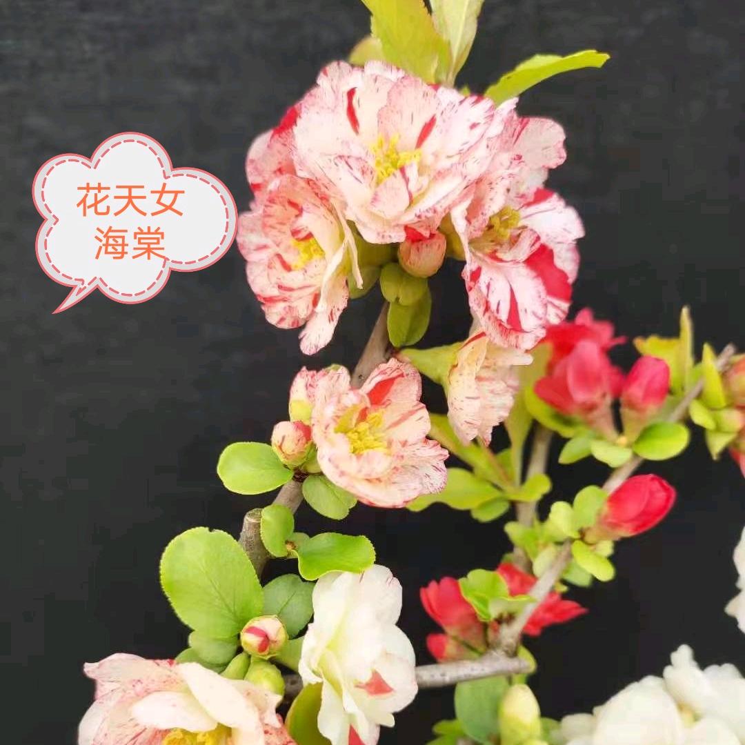 梅花遇见海棠
