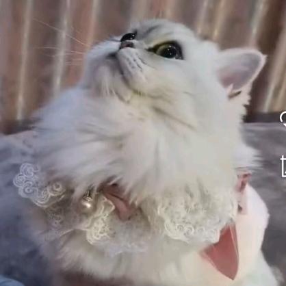 球球是这猫