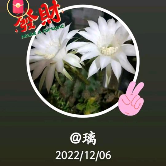 丹丹鸭子yiang