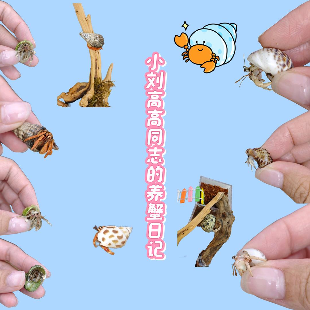 小刘的寄居蟹