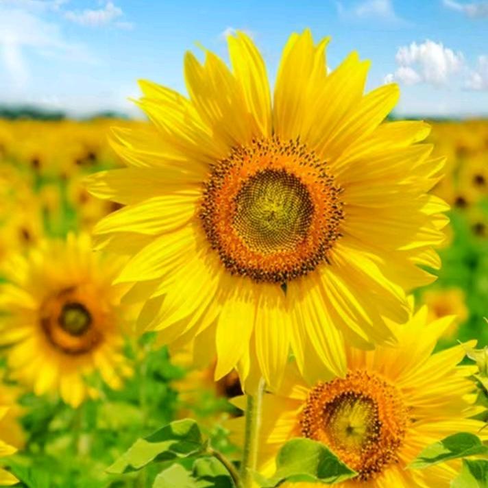 漂亮的向日葵🐸