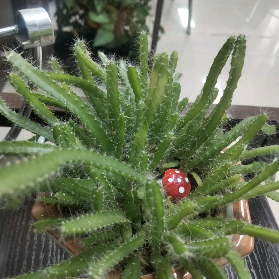芷瑜姐姐