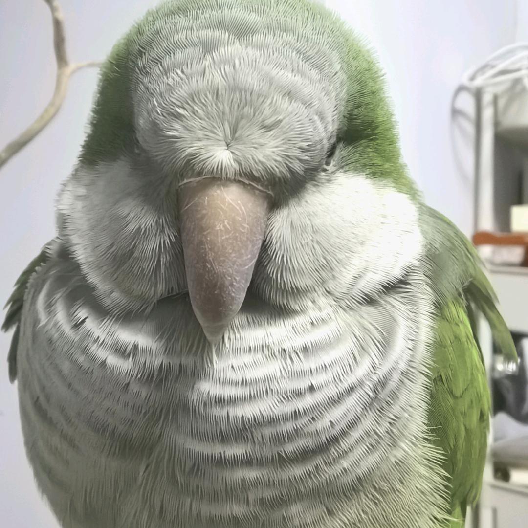 南瓜是只鸟