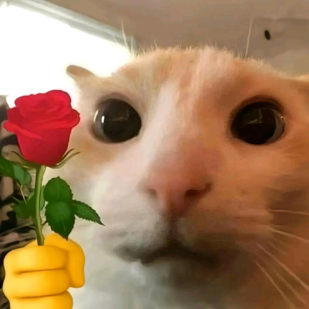 岛市五星好市民