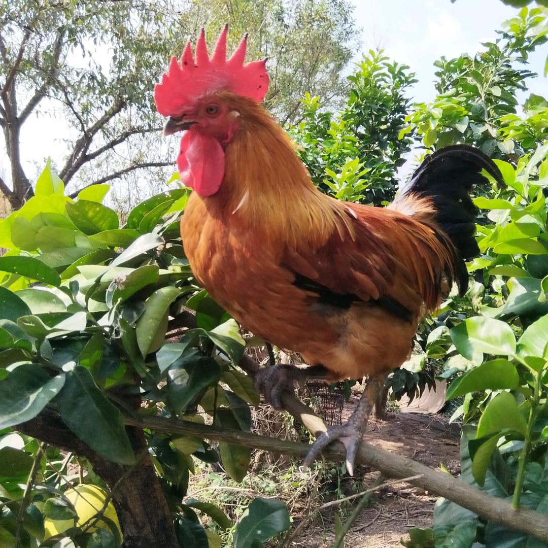 鸡大宝生态农场
