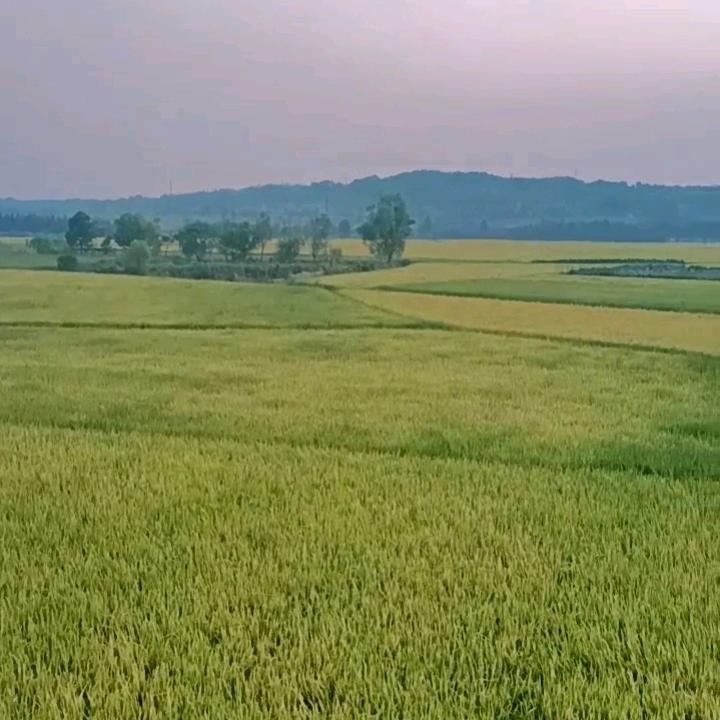 /农夫/